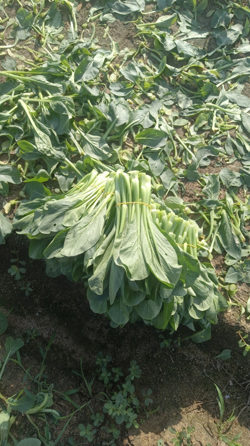 各种叶菜类蔬菜都是精品