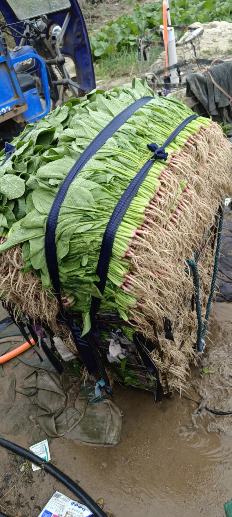 各种叶菜类蔬菜都是精品