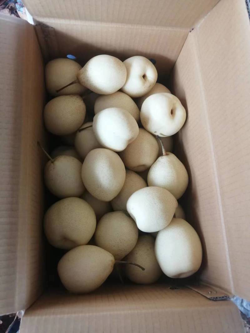 鸭梨，河北梨子，价格优惠，产地一手货源，对接大型批发商