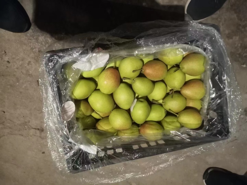 红香酥梨，大量长期供货，精品发货，欢迎来电咨询