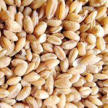 小麦软质小麦，混合小麦，劲道好可煮酒，及饲料电联