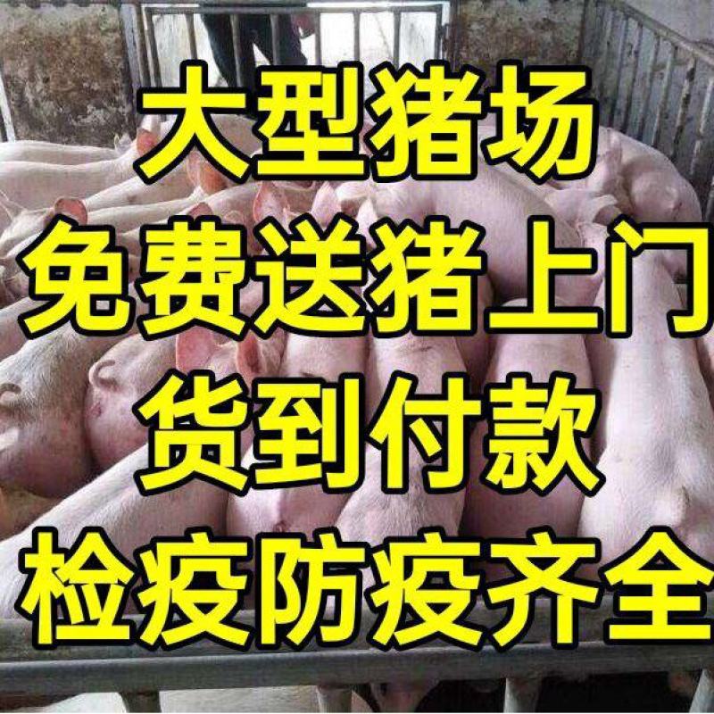 福建【三元仔猪】防疫到位产地看货免费送猪猪场直发