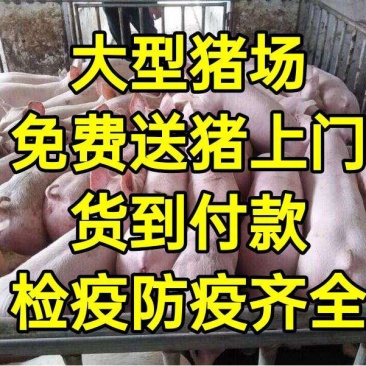 内蒙【三元仔猪】防疫到位产地看货免费送猪猪场直发