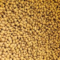 黄豆非转基因大豆品质保证诚信经营量大从优对接超市采购