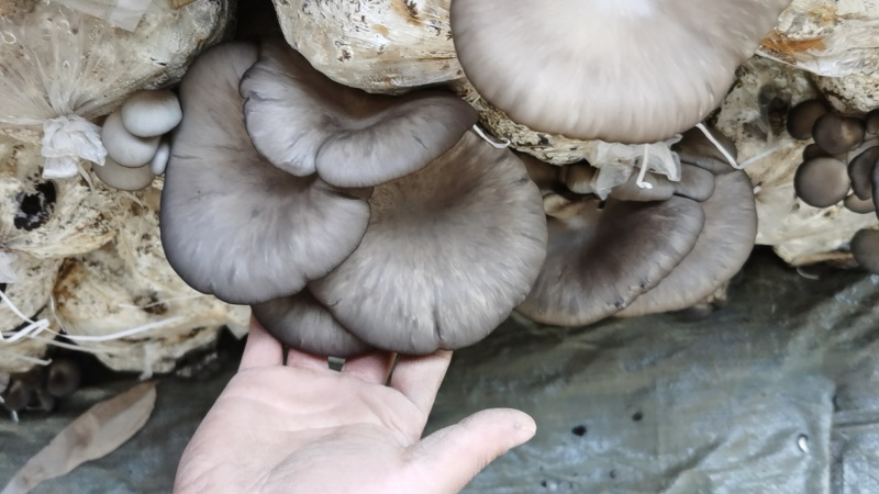 【推荐】鲜平菇/优质黑平菇/大片黑平菇/大型基地供货。