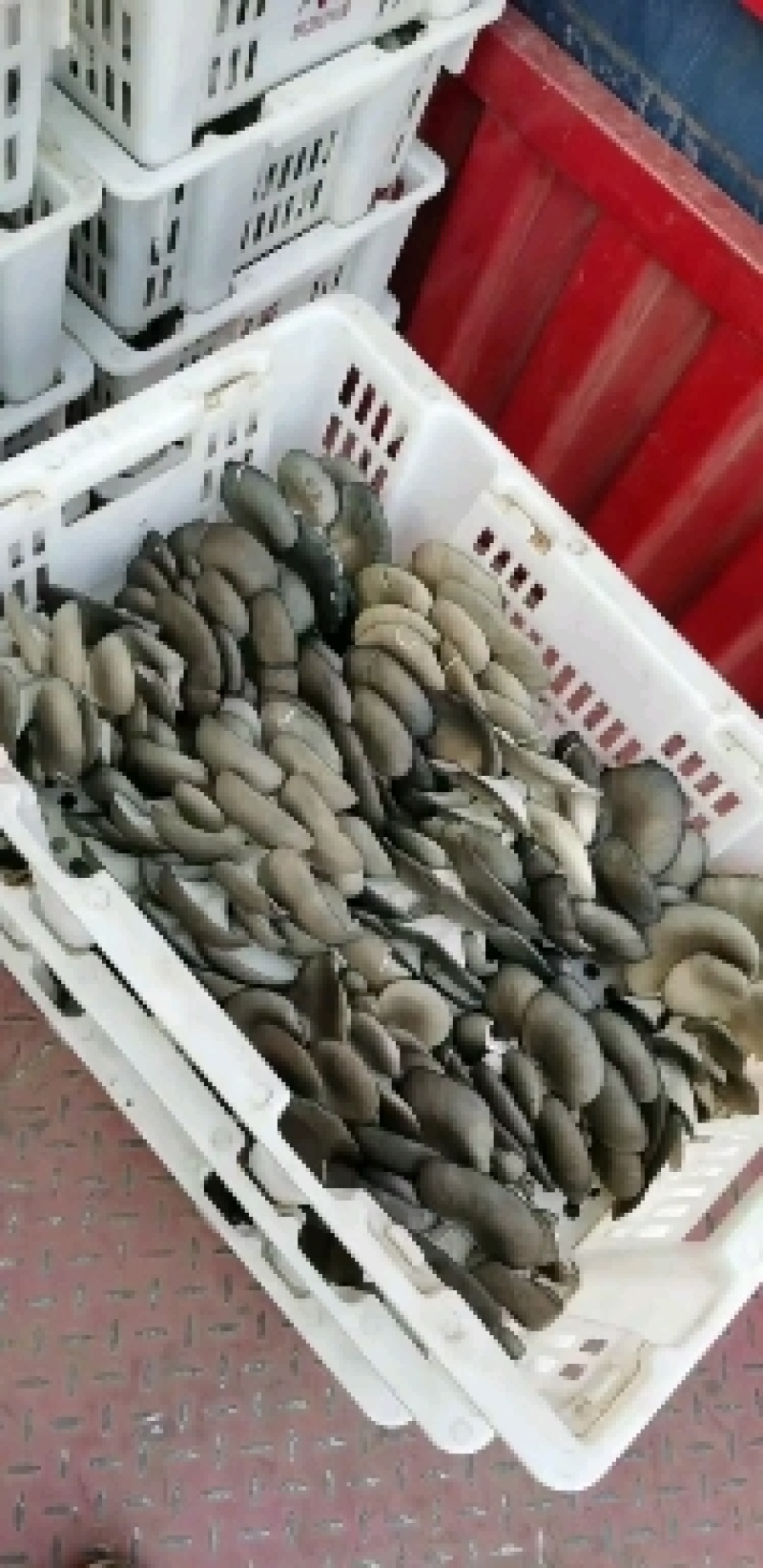 【精品】鲜平菇/中小叶黑平菇/货源充足/基地直发。