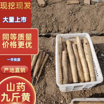 【优质郸城空沟九斤黄山药】悬空生长口感糯甜品质保证
