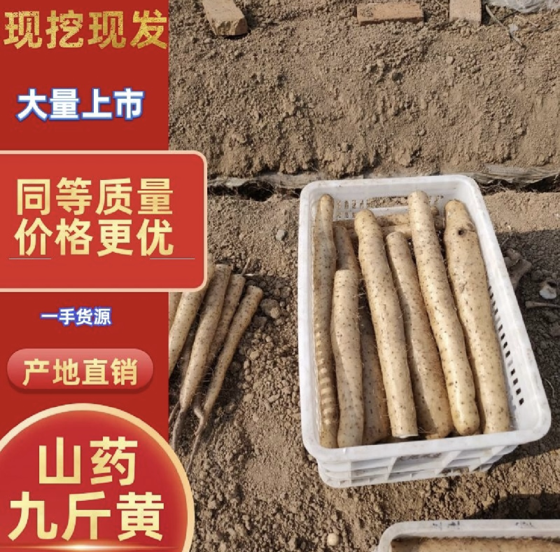 【优质郸城空沟九斤黄山药】悬空生长口感糯甜品质保证