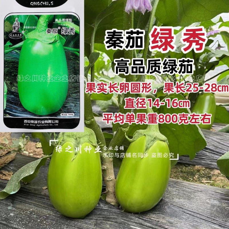 高品质绿茄种子秦茄绿秀青茄子种籽紫花绿罐茄种子绿色油亮
