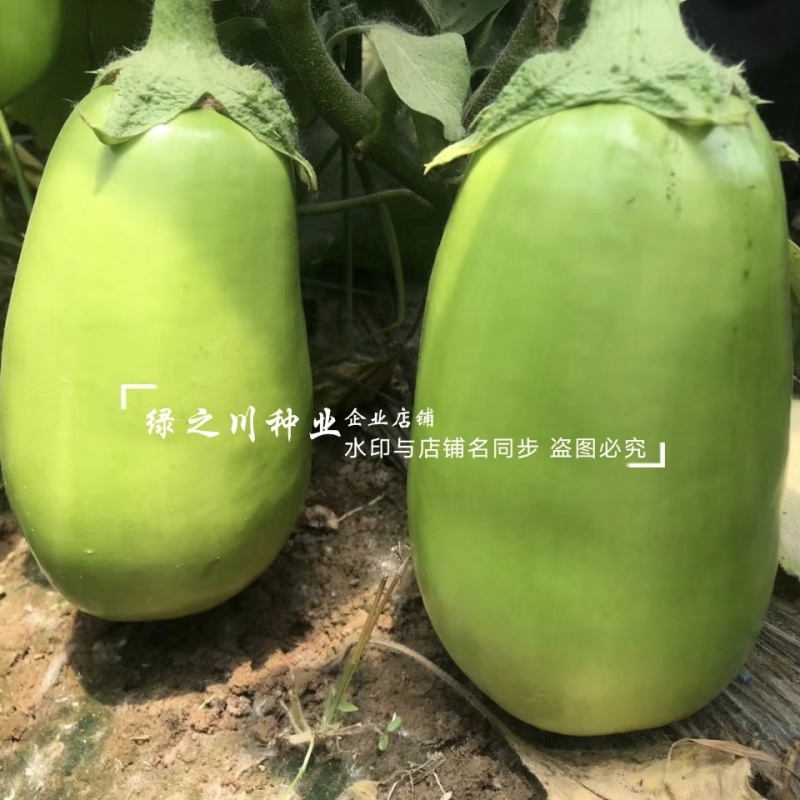 高品质绿茄种子秦茄绿秀青茄子种籽紫花绿罐茄种子绿色油亮