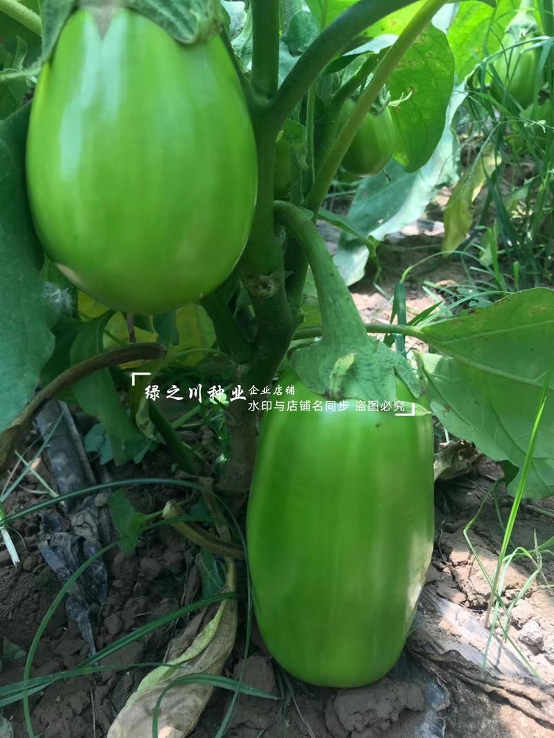 高品质绿茄种子秦茄绿秀青茄子种子紫花绿茄罐茄种籽绿色油亮