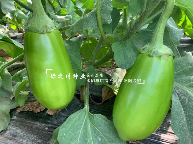 高品质绿茄种子秦茄绿秀青茄子种籽紫花绿罐茄种子绿色油亮