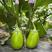 高品质绿茄种子秦茄绿秀青茄子种子紫花绿茄罐茄种籽绿色油亮