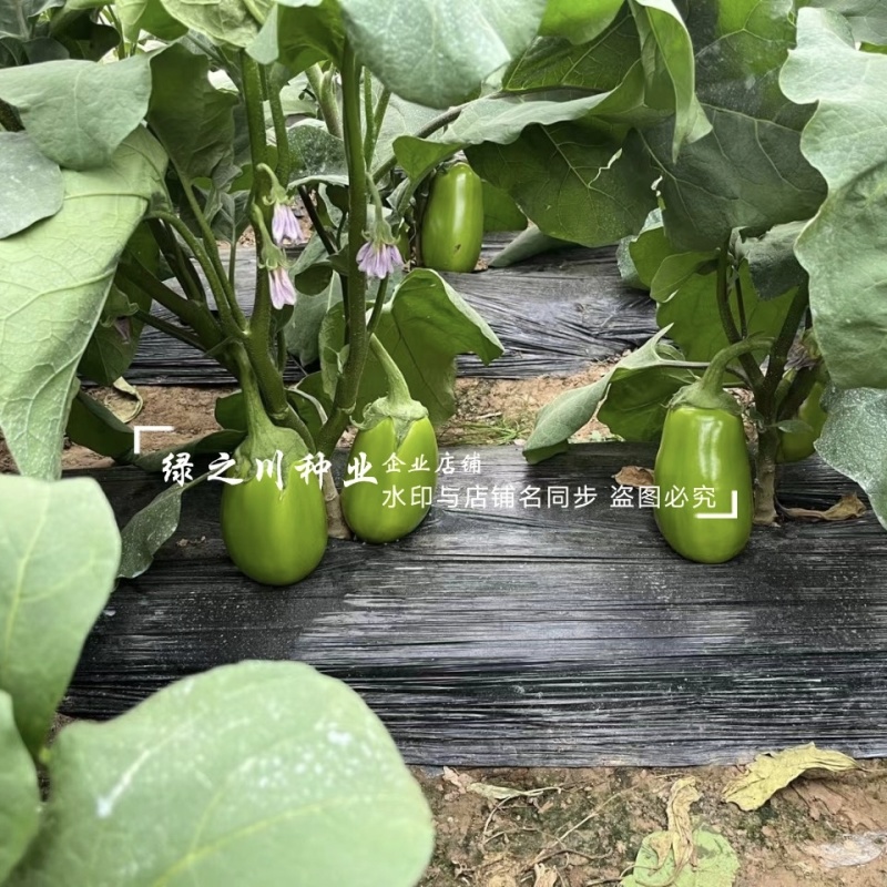 高品质绿茄种子秦茄绿秀青茄子种籽紫花绿罐茄种子绿色油亮