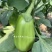高品质绿茄种子秦茄绿秀青茄子种籽紫花绿罐茄种子绿色油亮