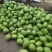 高品质绿茄种子秦茄绿秀青茄子种籽紫花绿罐茄种子绿色油亮
