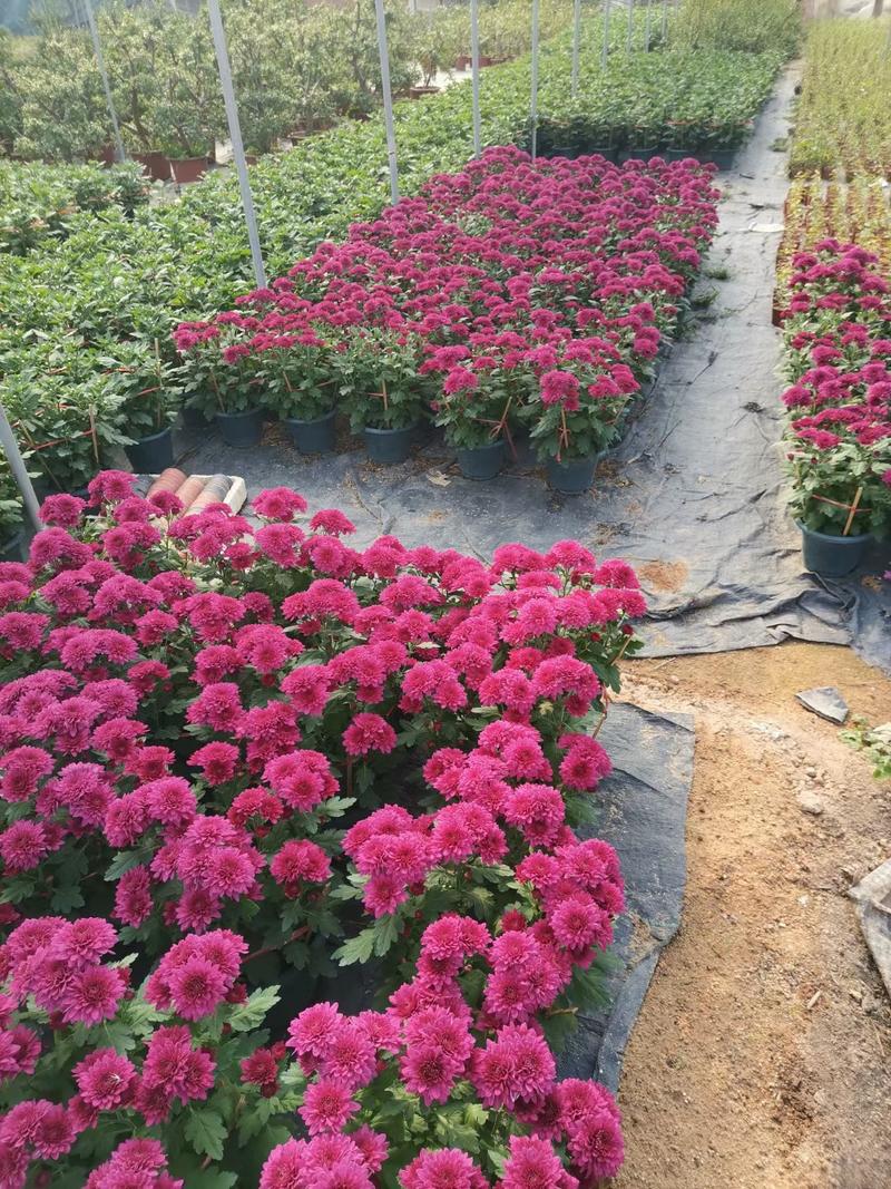 福建漳州菊花盆栽，自家货源，承接清明菊，春节菊