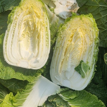 精品白菜