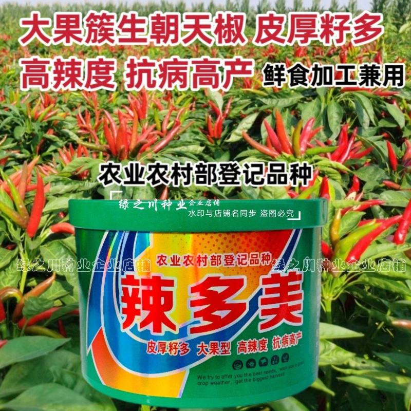 传奇辣多美朝天椒种子高辣度干鲜两用大果簇生朝天椒种籽皮厚
