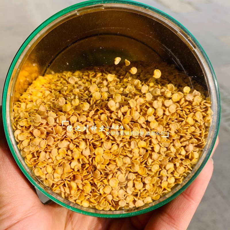 传奇辣多美朝天椒种子高辣度干鲜两用大果簇生朝天椒种籽皮厚
