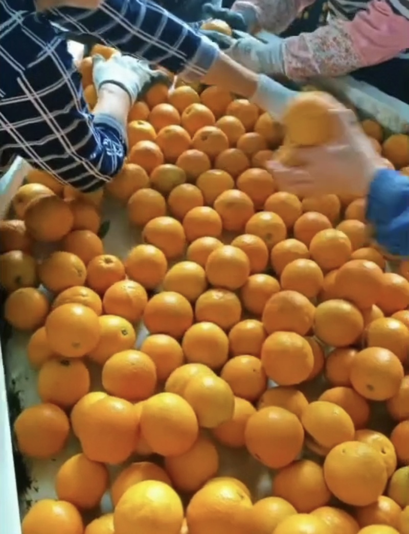 秭归脐橙精品圆红脐橙元虹产地直供价格实惠实力代发