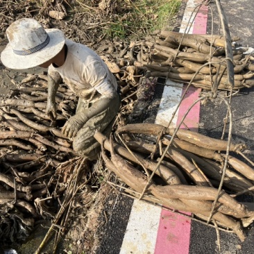 云南上千亩莲藕苗种植基地批发莲藕可实地考察随到随装