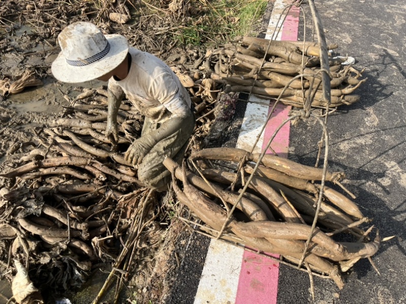 云南上千亩莲藕苗种植基地批发莲藕可实地考察随到随装