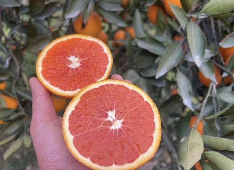 秭归脐橙中华红橙红心橙产地直供量大从优欢迎联系