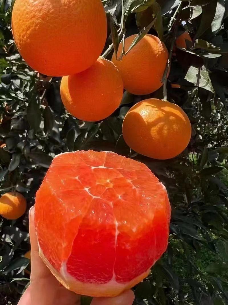 秭归脐橙中华红橙红心橙产地直供量大从优欢迎联系