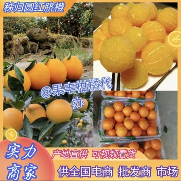 秭归脐橙精品圆红脐橙元虹产地直供价格实惠实力代发