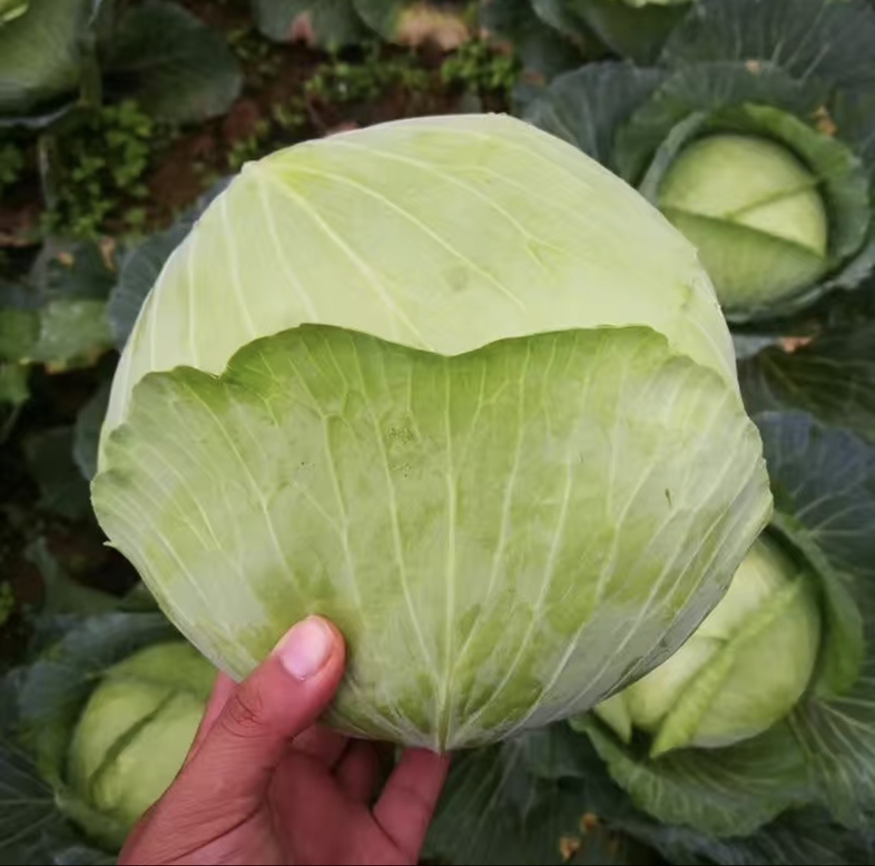 一颗完整的绿色圆包菜,呈圆形紧实叶球状,外层叶片深绿有光泽,内层叶片浅绿至乳白色,背景为干净厨房台面,展示其自然形态和新鲜度 圆包菜整体外观特写