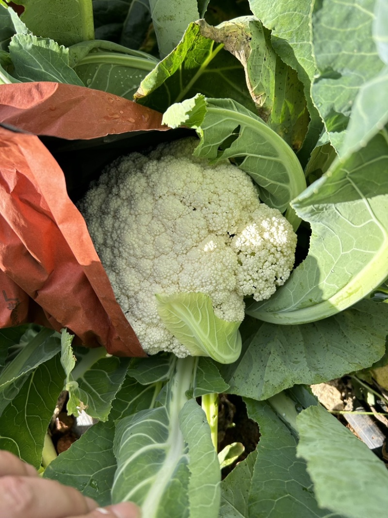 云南精品小米松花出售基地货大棚货，质量保证