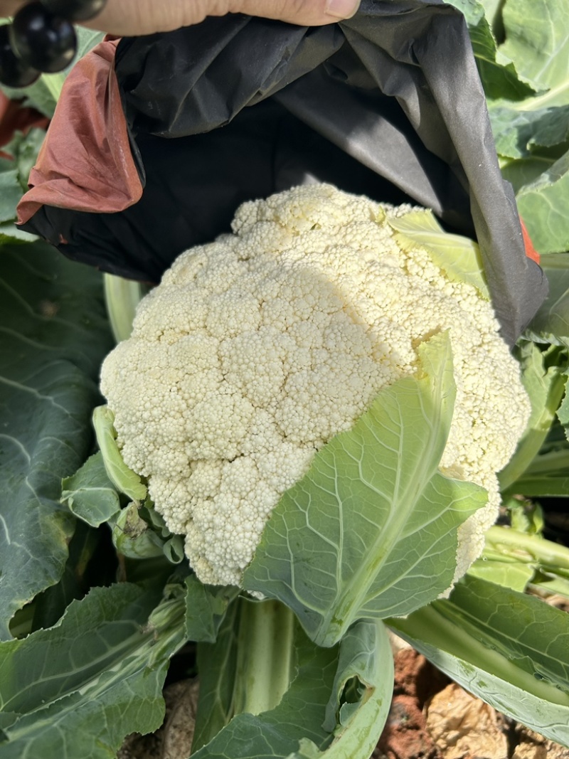 云南精品小米松花出售基地货大棚货，质量保证