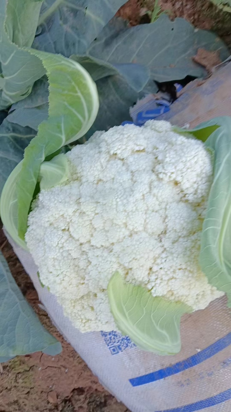 云南精品小米松花出售基地货大棚货，质量保证