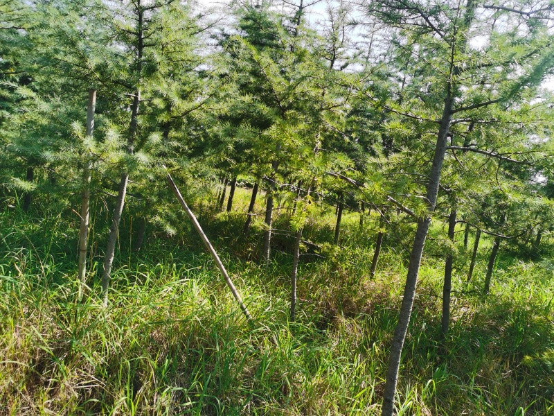 雪松（3一4万株）
