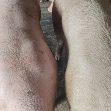 肉猪