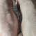 肉猪