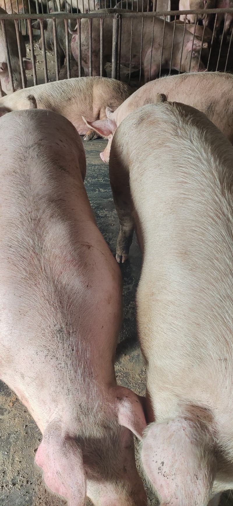 肉猪