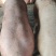 肉猪