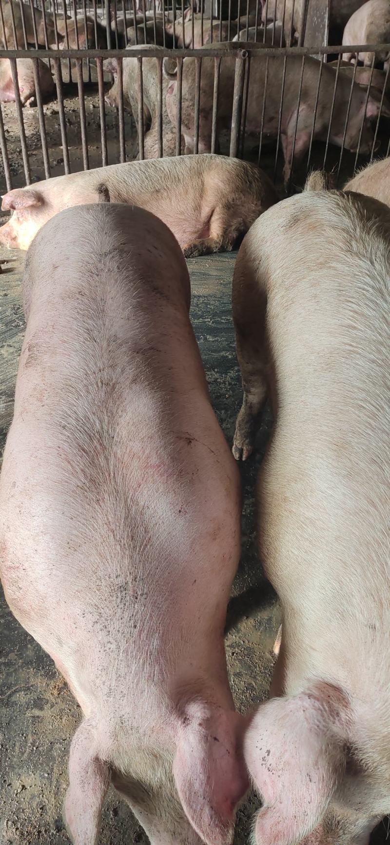 肉猪
