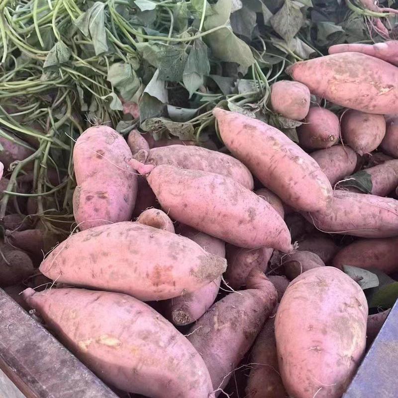 河南红薯，龙九，西瓜红，19大量现货，品质保证，价格亲民