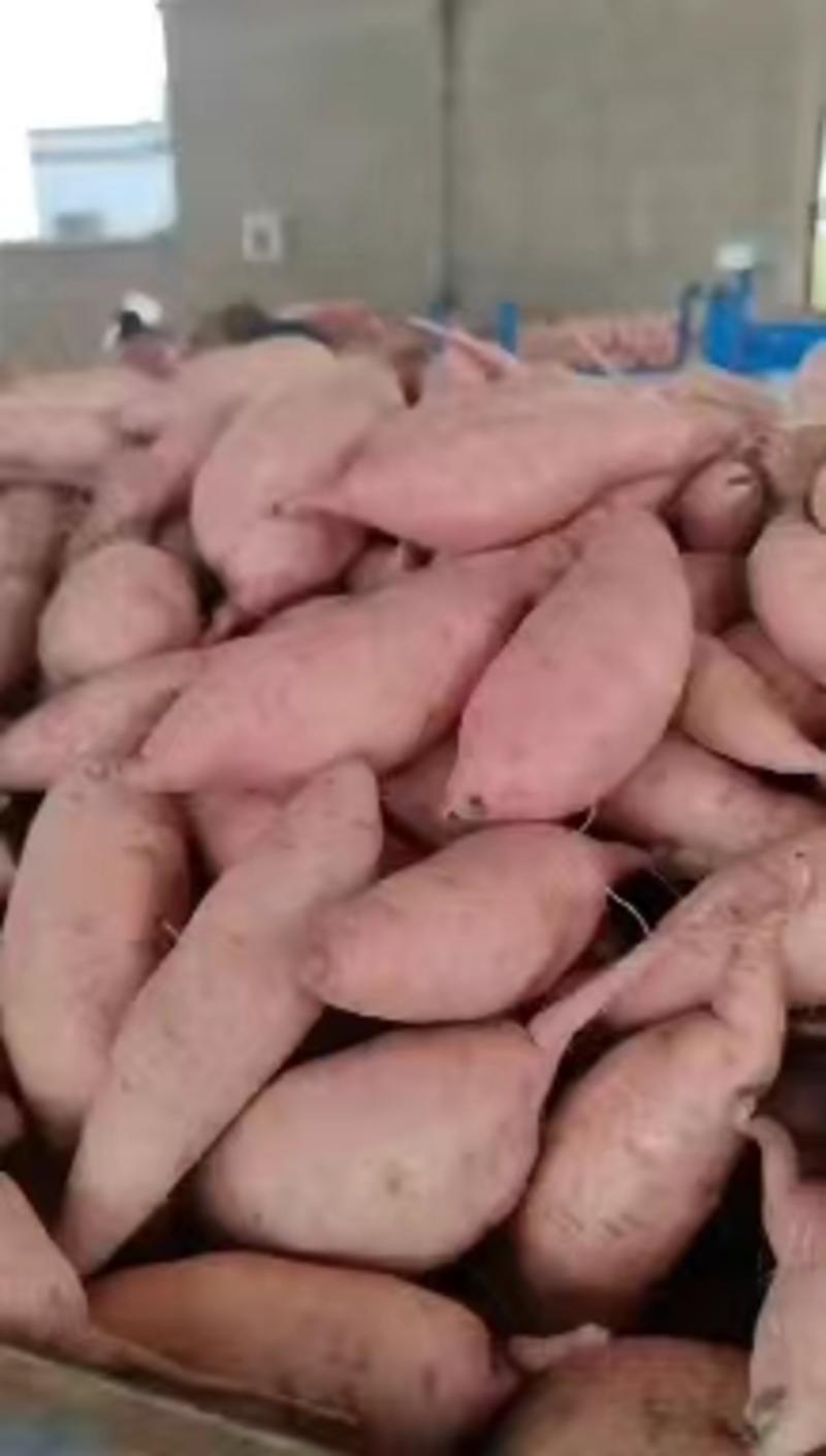 河南红薯，龙九，西瓜红，19大量现货，品质保证，价格亲民