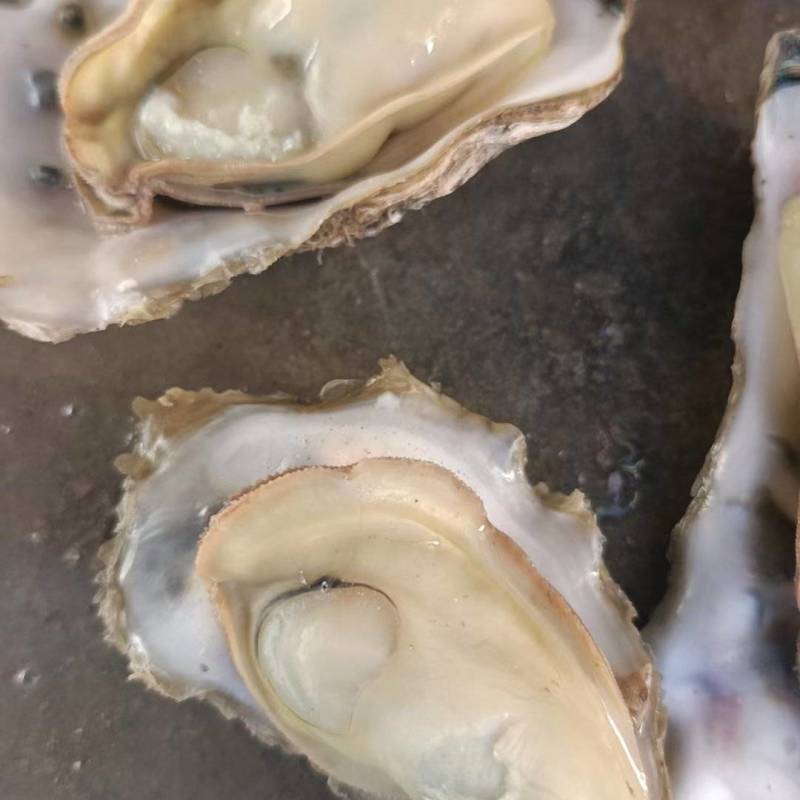 大家好我是老会员，码头直供吐蛎出货地，一手货源，支持电商
