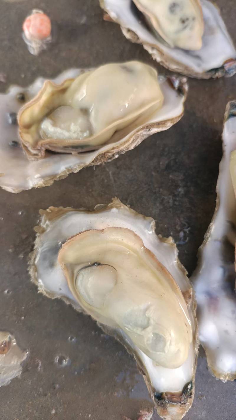 大家好我是老会员，码头直供吐蛎出货地，一手货源，支持电商
