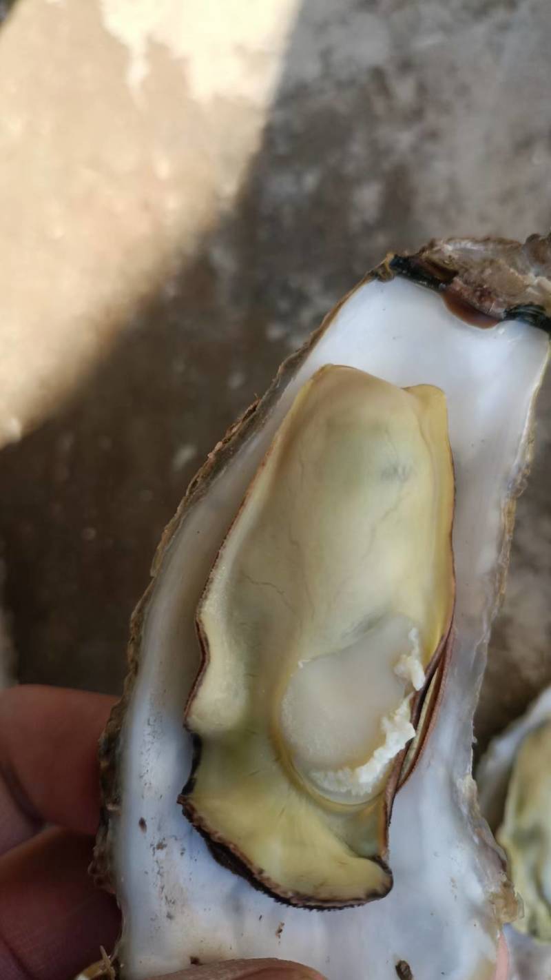 大家好我是老会员，码头直供吐蛎出货地，一手货源，支持电商