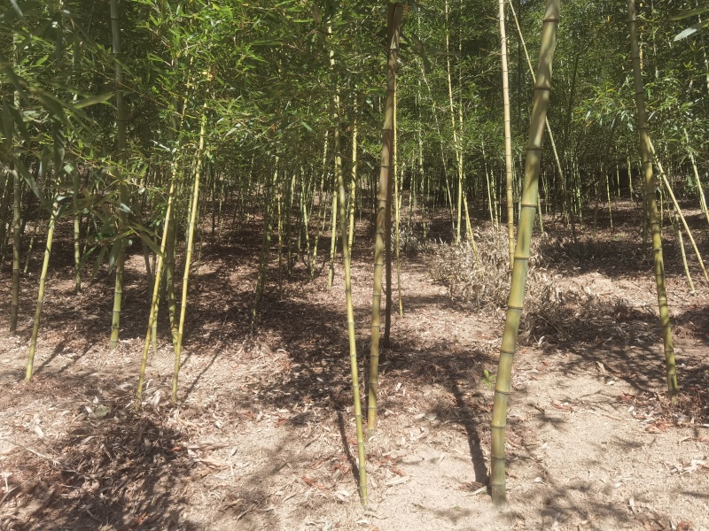 雷竹苗，高节竹，红壳竹苗