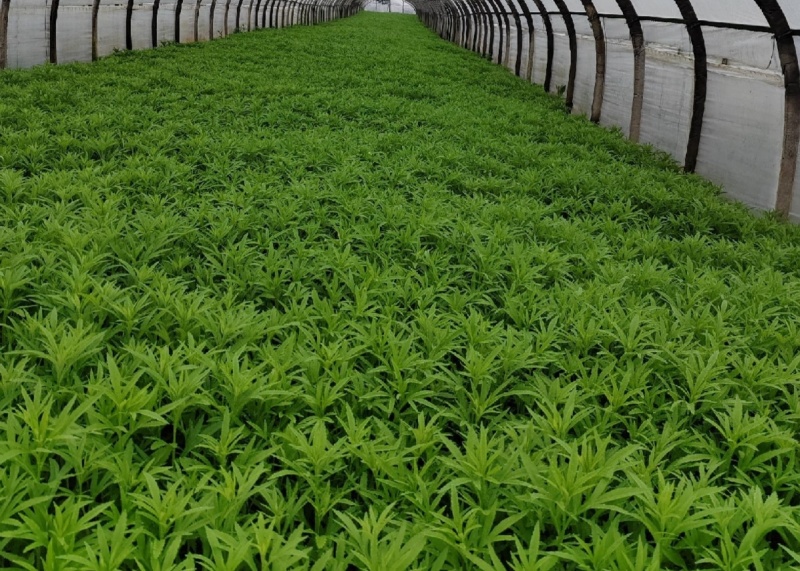 芦蒿，对接各大市场，商超酒店。