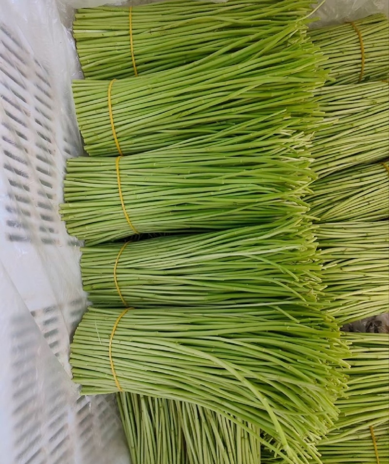 芦蒿，对接各大市场，商超酒店。