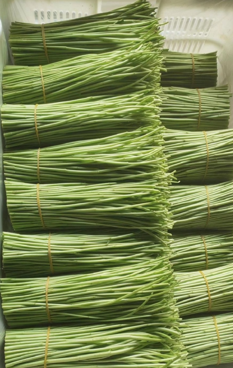 芦蒿，对接各大市场，商超酒店。