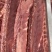 国产多肉龙骨4块左右一斤